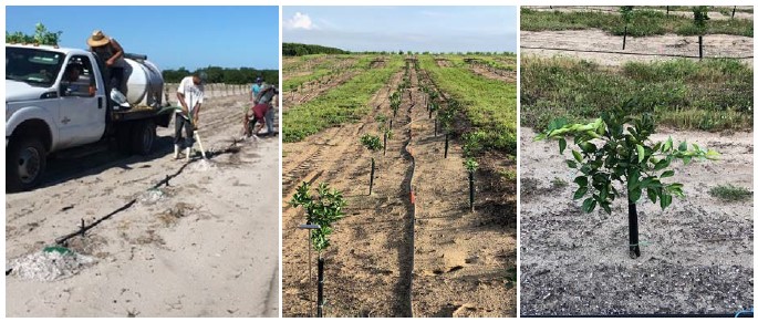 POLYON® - Citrus Grower Young Tree Study